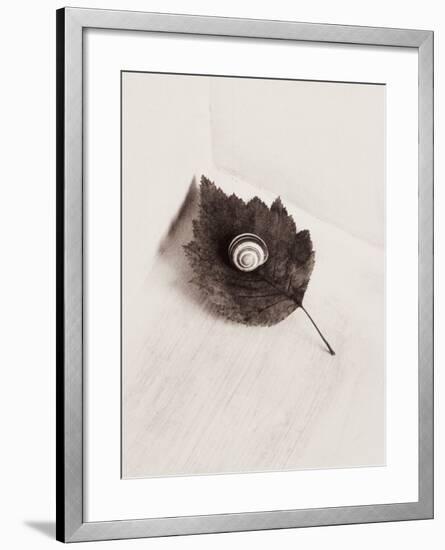 Seashell and Leaf-Graeme Harris-Framed Photographic Print