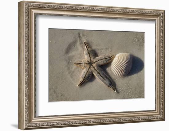 Seashell and starfish, Honeymoon Island State Park, Dunedin, Florida, USA-Jim Engelbrecht-Framed Photographic Print