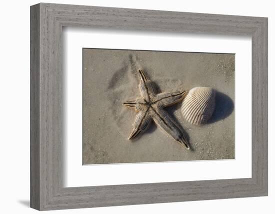 Seashell and starfish, Honeymoon Island State Park, Dunedin, Florida, USA-Jim Engelbrecht-Framed Photographic Print