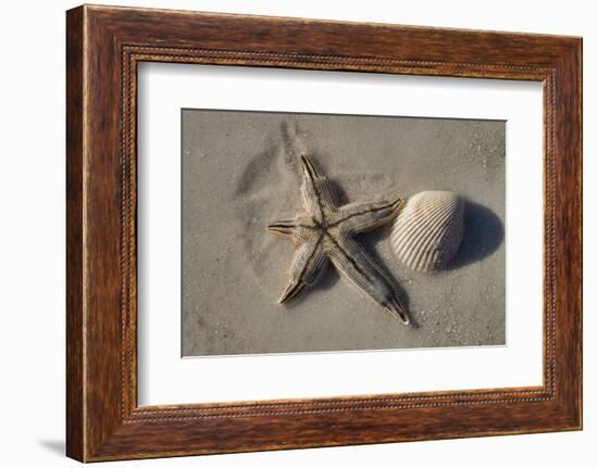 Seashell and starfish, Honeymoon Island State Park, Dunedin, Florida, USA-Jim Engelbrecht-Framed Photographic Print