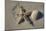 Seashell and starfish, Honeymoon Island State Park, Dunedin, Florida, USA-Jim Engelbrecht-Mounted Photographic Print