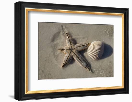Seashell and starfish, Honeymoon Island State Park, Dunedin, Florida, USA-Jim Engelbrecht-Framed Photographic Print