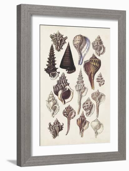 Seashell Array I-G.B. Sowerby-Framed Art Print