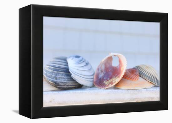 Seashell Background with Space for Text.-pdb1-Framed Premier Image Canvas