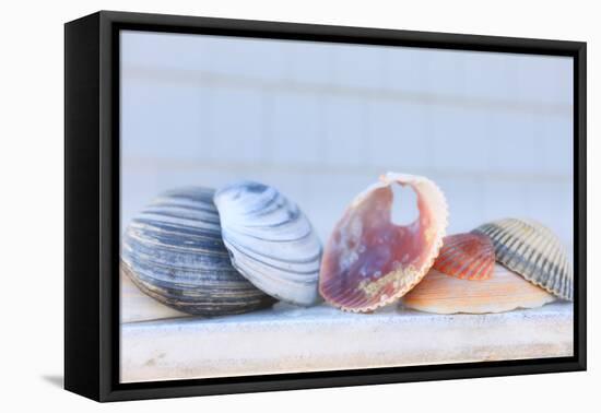 Seashell Background with Space for Text.-pdb1-Framed Premier Image Canvas