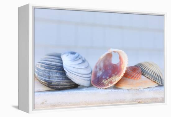 Seashell Background with Space for Text.-pdb1-Framed Premier Image Canvas