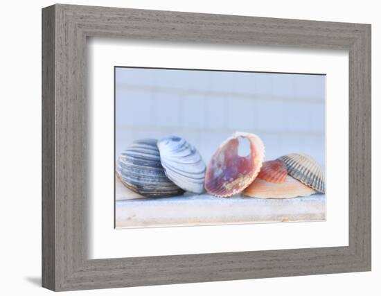 Seashell Background with Space for Text.-pdb1-Framed Photographic Print