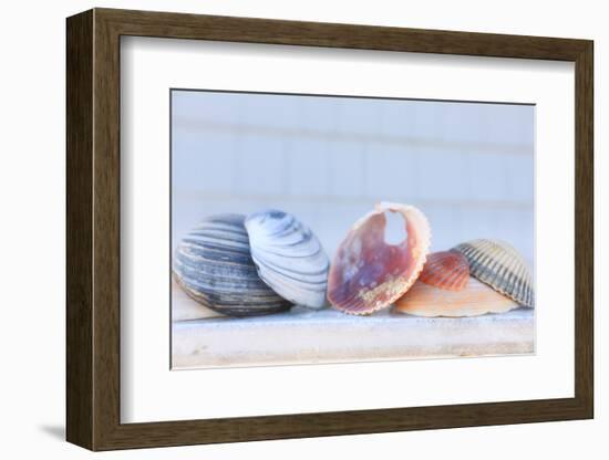 Seashell Background with Space for Text.-pdb1-Framed Photographic Print