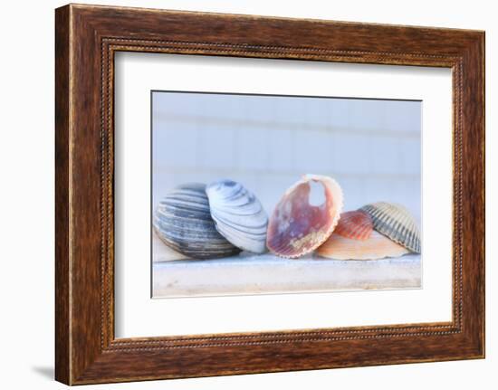 Seashell Background with Space for Text.-pdb1-Framed Photographic Print