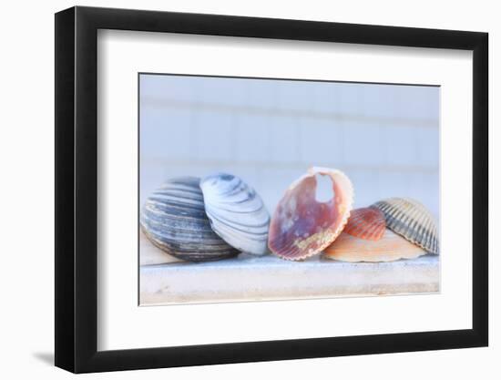 Seashell Background with Space for Text.-pdb1-Framed Photographic Print