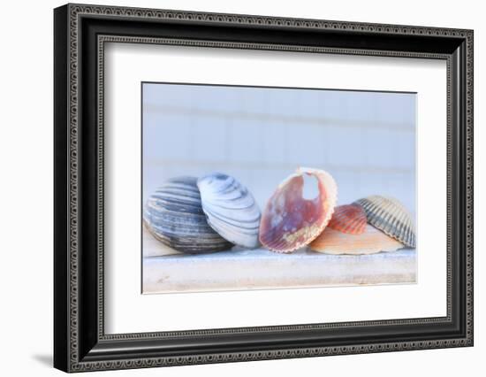 Seashell Background with Space for Text.-pdb1-Framed Photographic Print