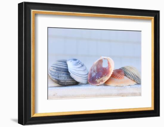Seashell Background with Space for Text.-pdb1-Framed Photographic Print