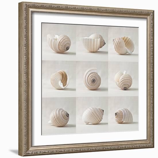 Seashell Chorus-Assaf Frank-Framed Giclee Print