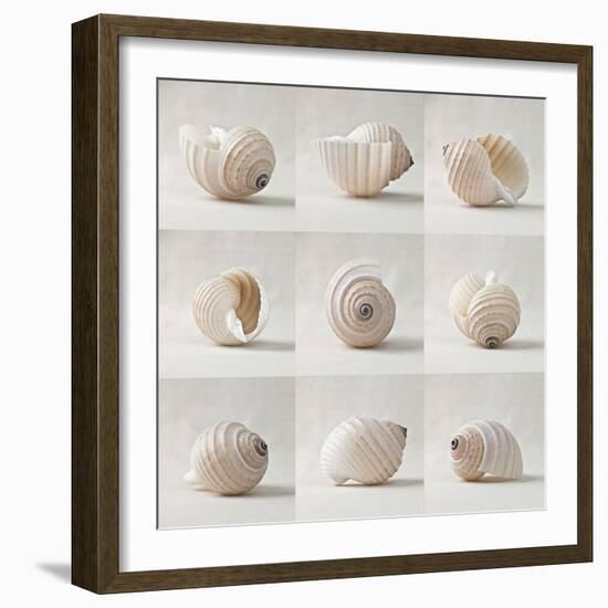 Seashell Chorus-Assaf Frank-Framed Giclee Print