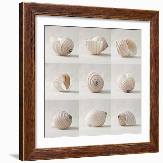 Seashell Chorus-Assaf Frank-Framed Giclee Print