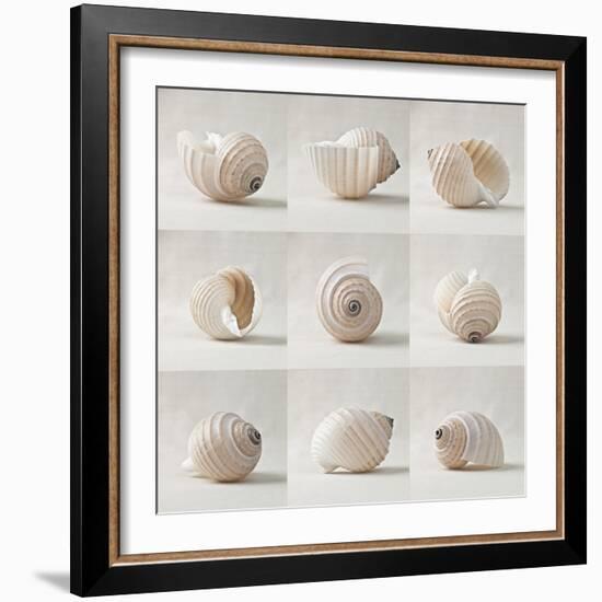 Seashell Chorus-Assaf Frank-Framed Giclee Print