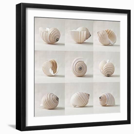 Seashell Chorus-Assaf Frank-Framed Giclee Print