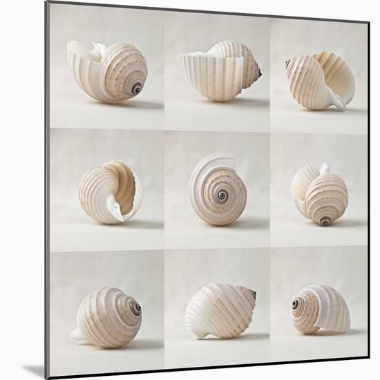 Seashell Chorus-Assaf Frank-Mounted Giclee Print