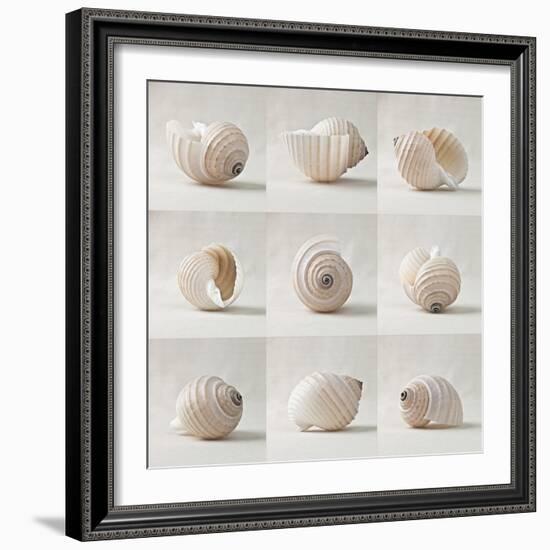 Seashell Chorus-Assaf Frank-Framed Giclee Print