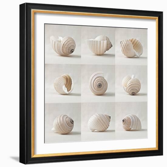 Seashell Chorus-Assaf Frank-Framed Giclee Print