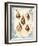 Seashell Collection II-Sabine Berg-Framed Art Print