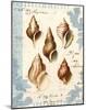 Seashell Collection II-Sabine Berg-Mounted Art Print