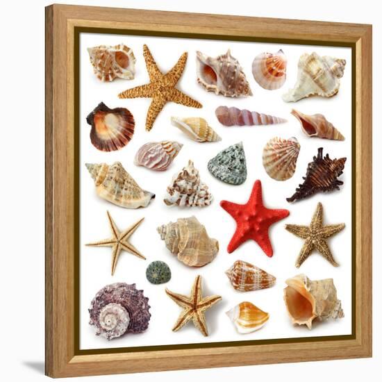 Seashell Collection Isolated on White Background-egal-Framed Premier Image Canvas