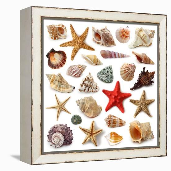 Seashell Collection Isolated on White Background-egal-Framed Premier Image Canvas