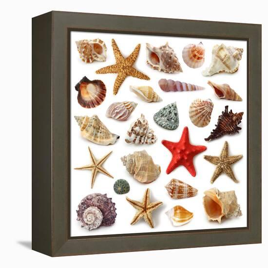 Seashell Collection Isolated on White Background-egal-Framed Premier Image Canvas