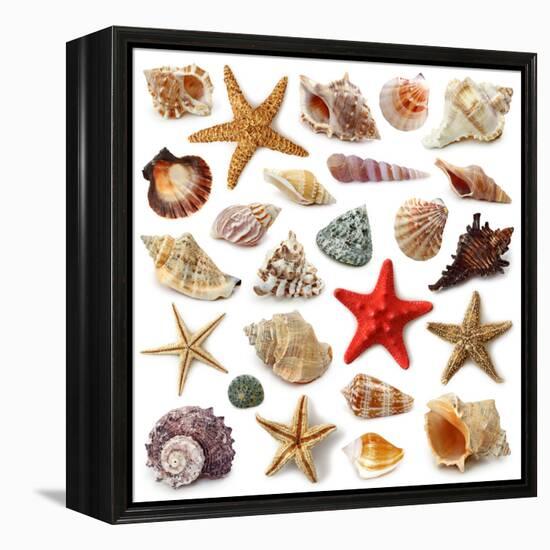 Seashell Collection Isolated on White Background-egal-Framed Premier Image Canvas