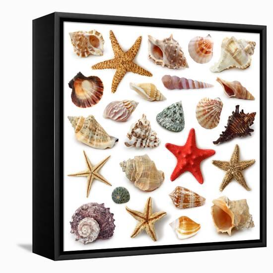 Seashell Collection Isolated on White Background-egal-Framed Premier Image Canvas