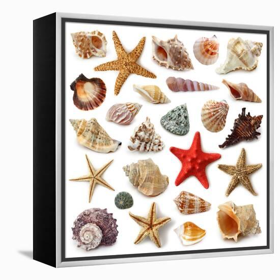 Seashell Collection Isolated on White Background-egal-Framed Premier Image Canvas