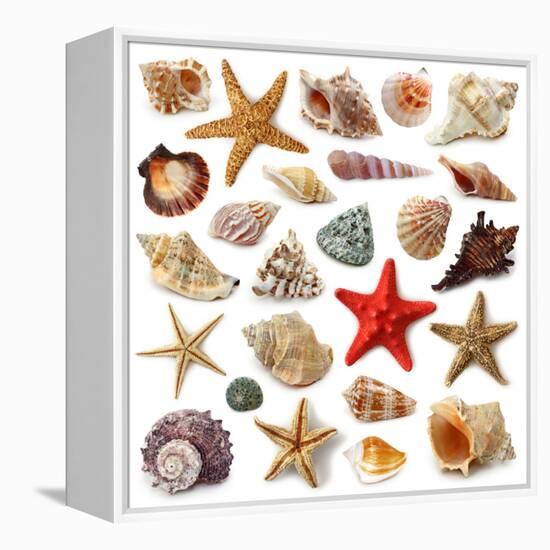 Seashell Collection Isolated on White Background-egal-Framed Premier Image Canvas