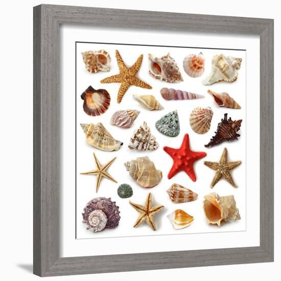 Seashell Collection Isolated on White Background-egal-Framed Photographic Print