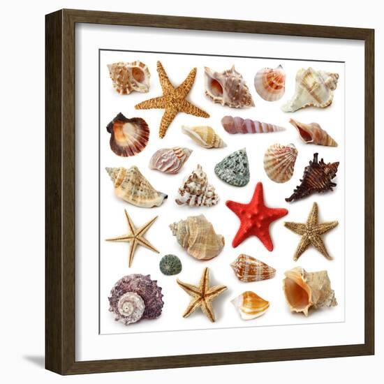 Seashell Collection Isolated on White Background-egal-Framed Photographic Print