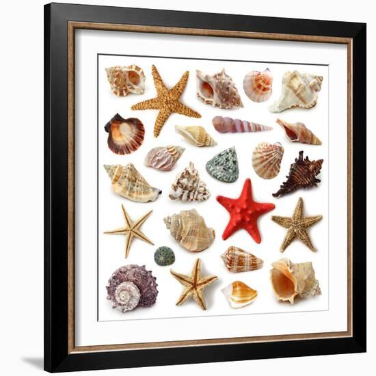 Seashell Collection Isolated on White Background-egal-Framed Photographic Print