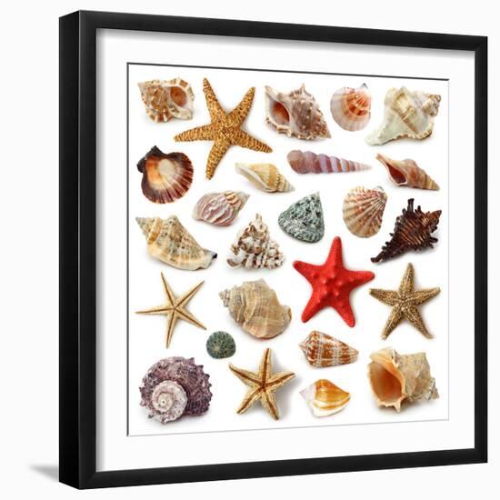 Seashell Collection Isolated on White Background-egal-Framed Photographic Print