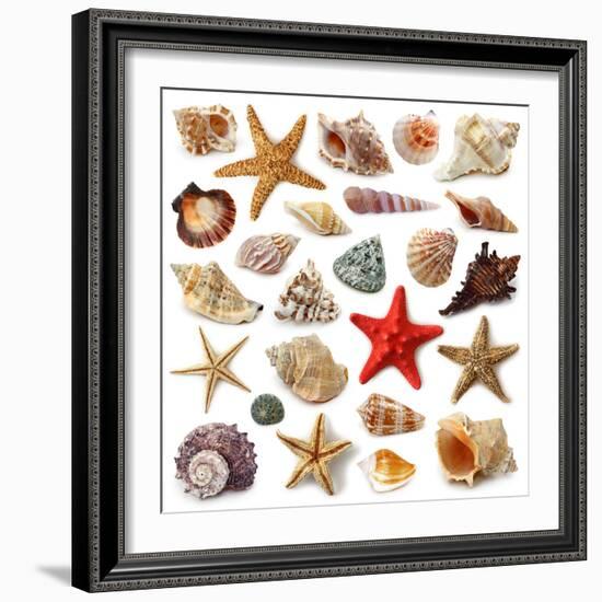 Seashell Collection Isolated on White Background-egal-Framed Photographic Print