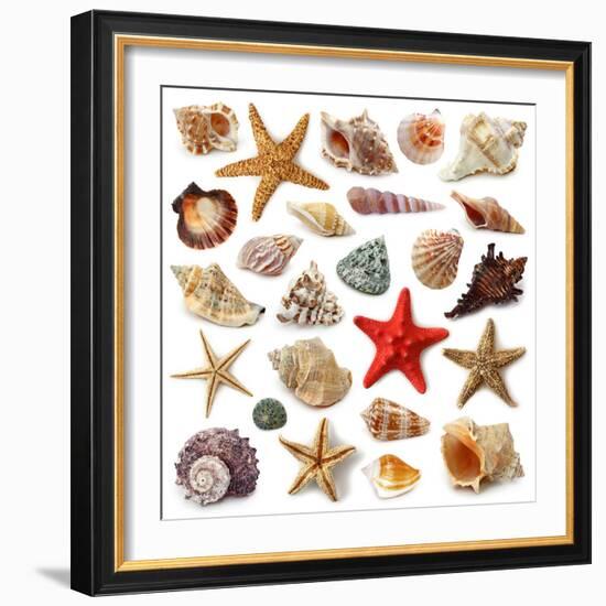 Seashell Collection Isolated on White Background-egal-Framed Photographic Print