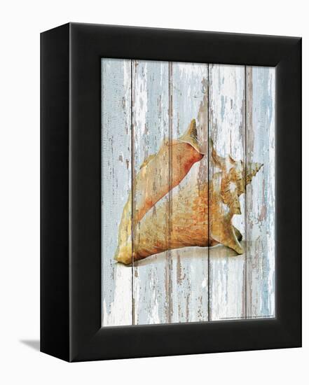 Seashell III-null-Framed Stretched Canvas