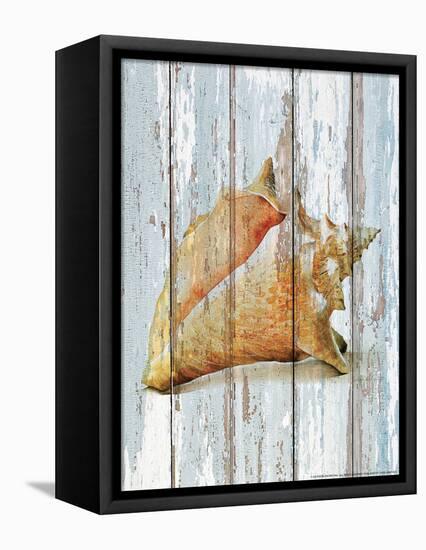 Seashell III-null-Framed Stretched Canvas