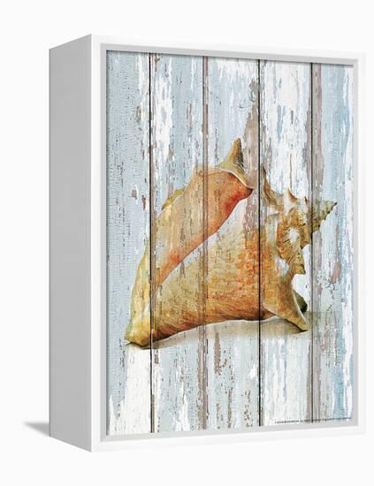 Seashell III-null-Framed Stretched Canvas