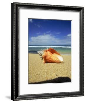 Seashell on Beach, Tobago, Caribbean-Terry Why-Framed Photographic Print