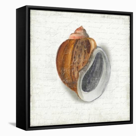 Seashell Portrait I-Aimee Wilson-Framed Stretched Canvas