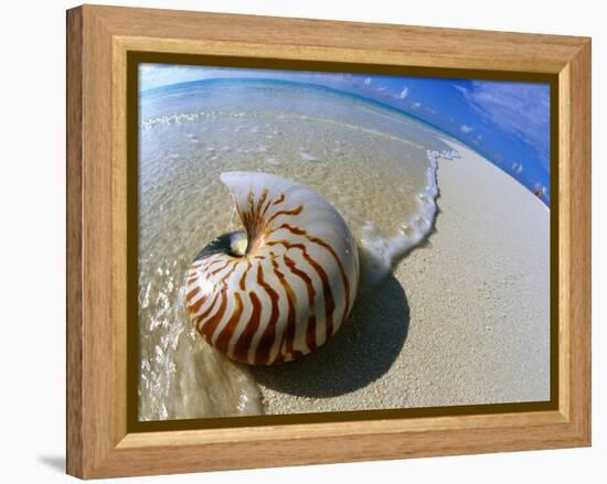 Seashell Resting on Shore-Leslie Richard Jacobs-Framed Premier Image Canvas
