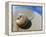 Seashell Resting on Shore-Leslie Richard Jacobs-Framed Premier Image Canvas