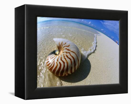 Seashell Resting on Shore-Leslie Richard Jacobs-Framed Premier Image Canvas