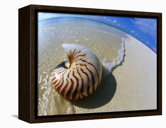 Seashell Resting on Shore-Leslie Richard Jacobs-Framed Premier Image Canvas