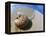 Seashell Resting on Shore-Leslie Richard Jacobs-Framed Premier Image Canvas