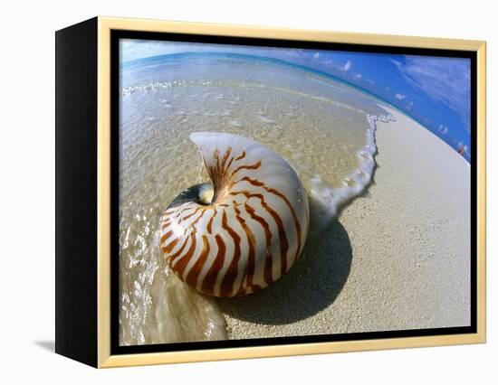 Seashell Resting on Shore-Leslie Richard Jacobs-Framed Premier Image Canvas